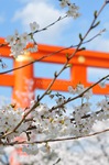 Das Frühlingserwachen - Kyoto Japan